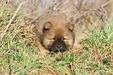 CHOW CHOW 217